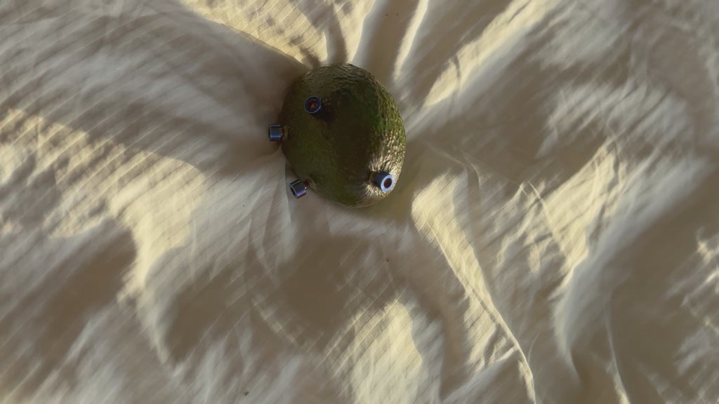 Titanium avocado(joke) will ship if u order tho